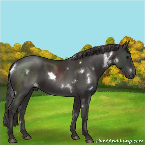 Horse Color:White Spotted Smoky Black Sabino 
