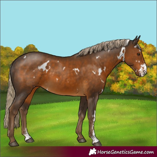 Horse Color:White Spotted Chocolate Palomino Sabino 