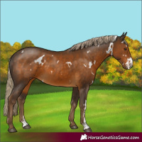 Horse Color:White Spotted Chocolate Palomino Sabino 