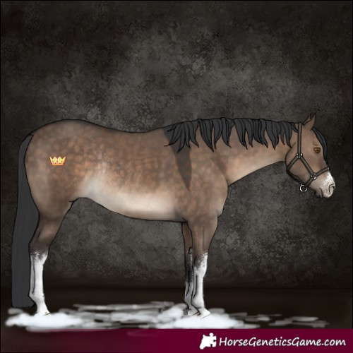 Horse Color:White Spotted Brown Dun Rabicano 