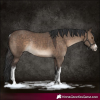 Horse Color:White Spotted Brown Dun Rabicano