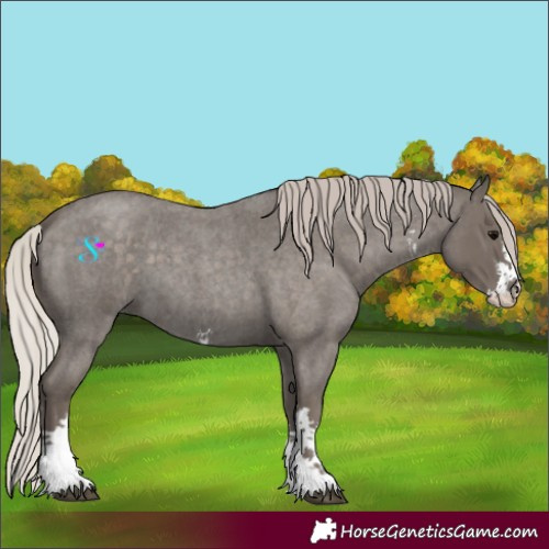 Horse Color:Silver Blue Roan Sabino 