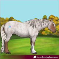 Horse Color:Silver Blue Roan Sabino 