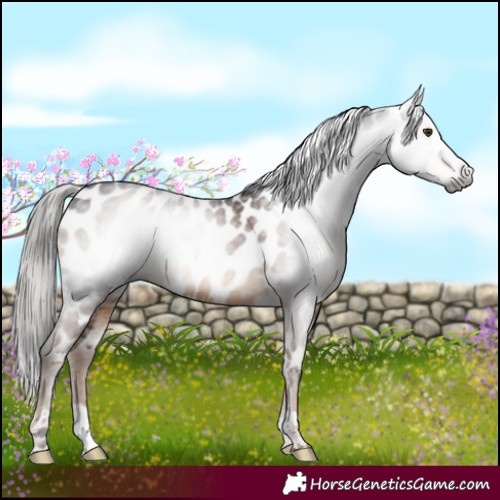 Horse Color:Gray Liver Chestnut Near Leopard 