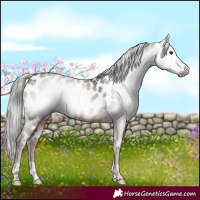 Horse Color:Gray Liver Chestnut Near Leopard 