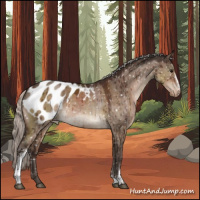 Horse Color:White Spotted Silver Brown Dun Appaloosa Brindle 