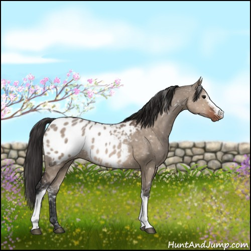 Horse Color:White Spotted Brown Dun Appaloosa Rabicano 