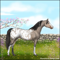 Horse Color:White Spotted Brown Dun Appaloosa Rabicano 