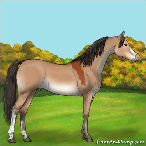Horse Color:Bay Dun 
