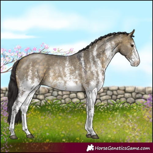Horse Color:White Spotted Buckskin Dun 