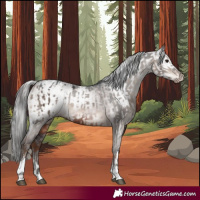 Horse Color:Bay Dun Tobiano Appaloosa  and Gray White Spotted Liver Chestnut Appaloosa 