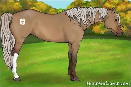 Horse Color:Silver Bay Dun 