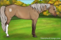 Horse Color:Silver Bay Dun 