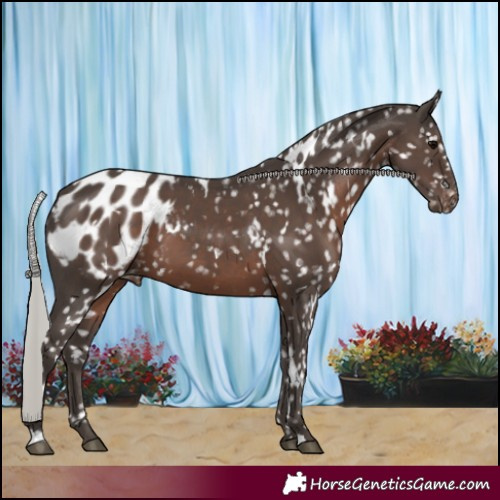 Horse Color:White Spotted Silver Black Appaloosa 