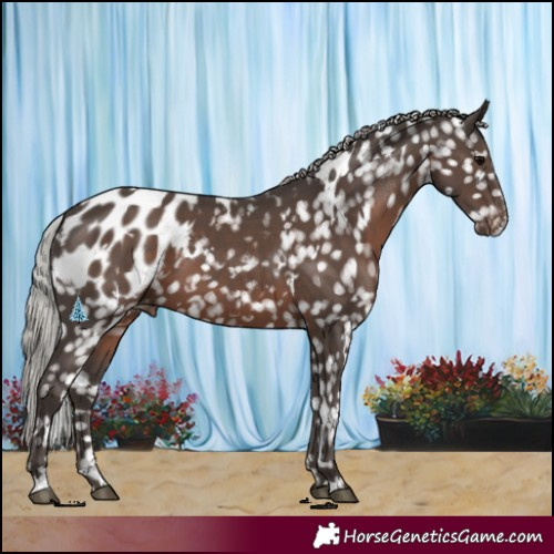 Horse Color:White Spotted Silver Black Appaloosa 