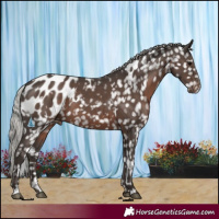 Horse Color:White Spotted Silver Black Appaloosa 
