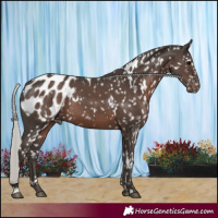 Horse Color:White Spotted Silver Black Appaloosa 