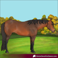 Horse Color:Bay 