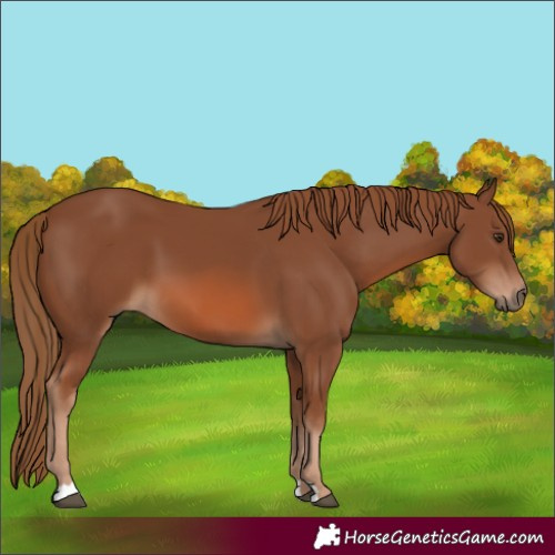 Horse Color:Chestnut 