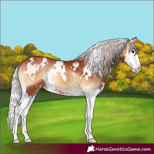 Horse Color:White Spotted Chocolate Silver Bay Onyx Splash 