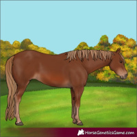 Horse Color:Chestnut 