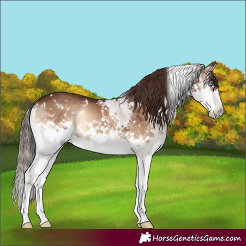 Horse Color:White Spotted Liver Red Onyx Splash 