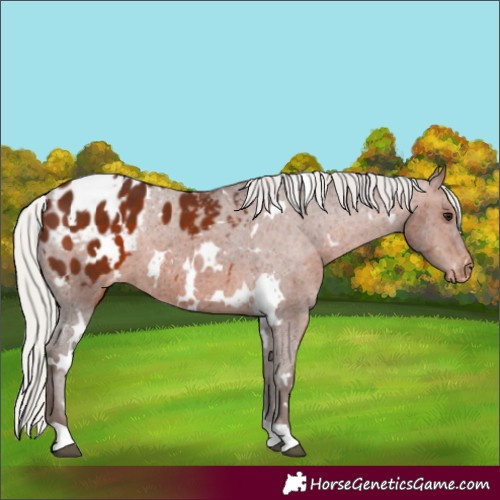 Horse Color:White Spotted Silver Bay Appaloosa