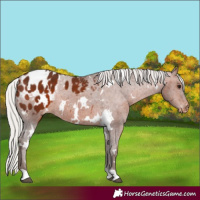 Horse Color:White Spotted Silver Bay Appaloosa 