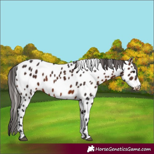 Horse Color:Brown Appaloosa