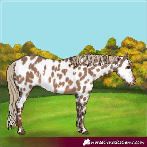 Horse Color:White Spotted Liver Red Dun Appaloosa 