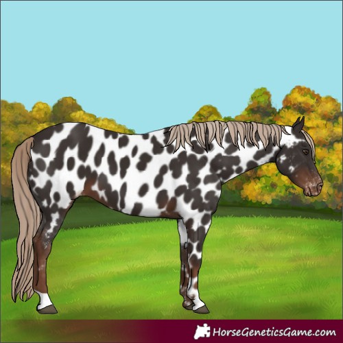 Horse Color:Liver Chestnut Near Leopard 
