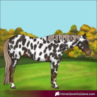 Horse Color:Liver Chestnut Near Leopard 