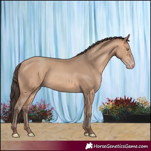 Horse Color:Amber Champagne 