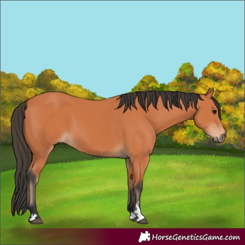 Horse Color:Bay 