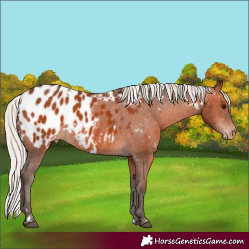 Horse Color:White Spotted Silver Brown Appaloosa 