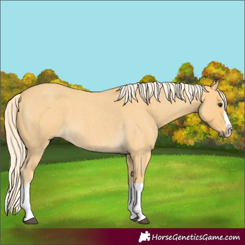 Horse Color:Palomino Roan Splash