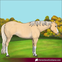 Horse Color:Palomino Roan Splash 