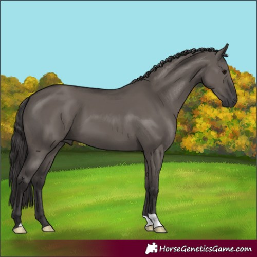 Horse Color:Smoky Grullo 