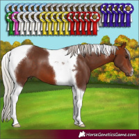 Horse Color:Silver Bay Tobiano 