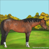 Horse Color:Brown 