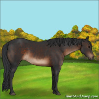 Horse Color:Brown Rabicano 