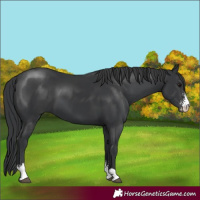 Horse Color:Black Sabino