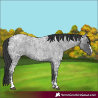 Horse Color:Blue Ice Roan 