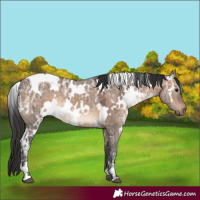 Horse Color:White Spotted Brown Ice Dun 