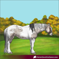 Horse Color:Blue Onyx Roan Tobiano 