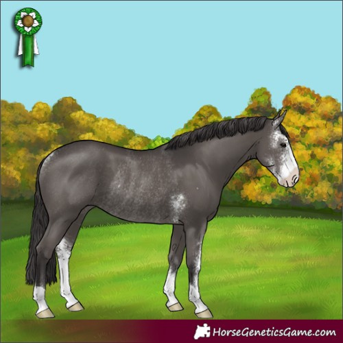 Horse Color:Smoky Black Sabino Rabicano