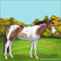 Horse Color:Liver Chestnut Sabino Tobiano Rabicano