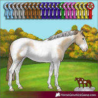 Horse Color:Buckskin Pearl Tobiano Frame Rabicano