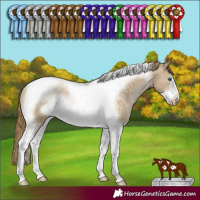 Horse Color:Buckskin Pearl Tobiano Frame Rabicano 