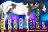 Horse Color:Buckskin Tobiano Frame 